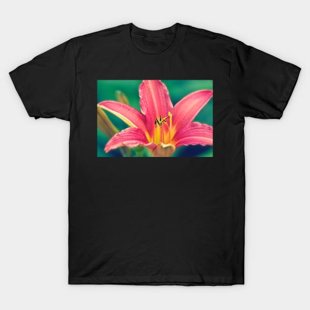 Daylily in Bloom T-Shirt by InspiraImage